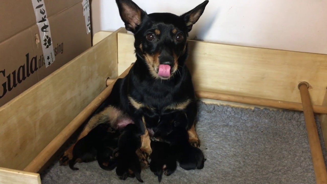 Lancashire Heeler Puppies Two days' old YouTube Lancashire Heeler Puppies Two days' old YouTube