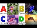 ABC Song | Sea Animals ABC Song | Phonics for Kids, Learn ABC, Baby Alphabet Letters