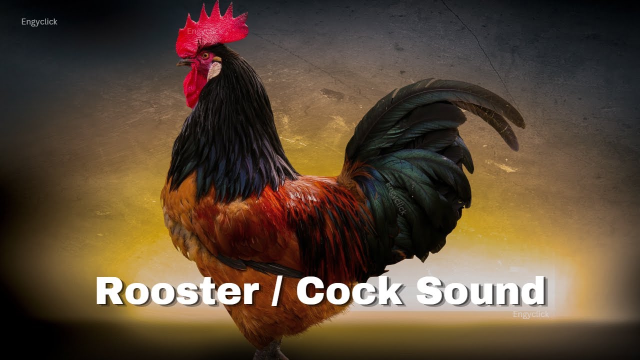 Rooster Sound Effect 🐓 | Morning Farm Crowing Audio