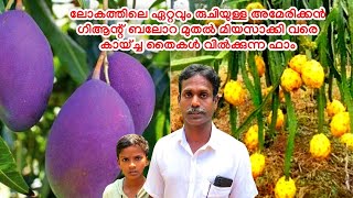 American Giant Palora മുതൽ Miyasaki വരെ  | ലോകത്തിലെ ഏറ്റവും രുചിയുള്ള Dragon Fruit |Malappuram#sale