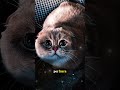 ellos sienten lo que tu no dices... #gatos #catsoftiktok #gatosdeinstagram #shorts #viral