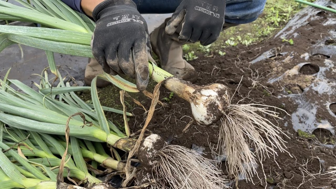 ニンニク栽培・１年分のニンニクを収穫して保存する　21/5/21