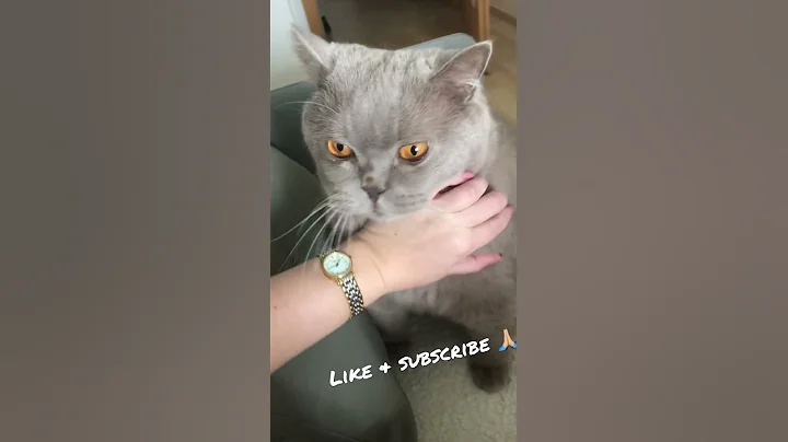 Video 2274981: british shorthair cat, love big cat