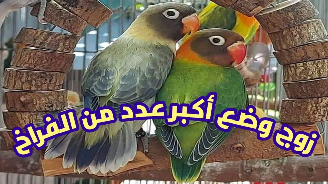 فتح أعشاش طيور الفيشر 😍وهذه أكبر حصيلة لقيتها🤔
