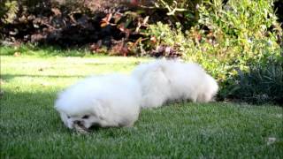 pekingees pups by Mario 2,752 views 11 years ago 17 seconds