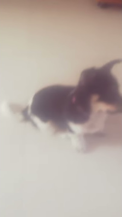 Sao chưa có đồ ăn nhỉ ?????🍗🐶