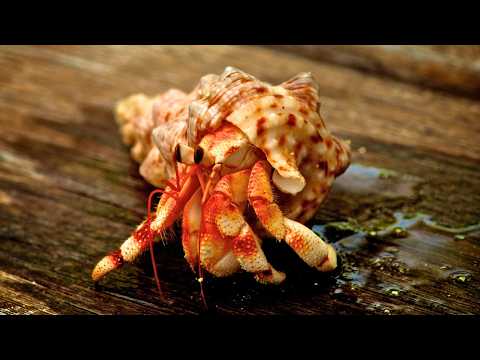 Hermit Crabs: 🦀