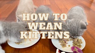 Realistic How to Wean Kittens