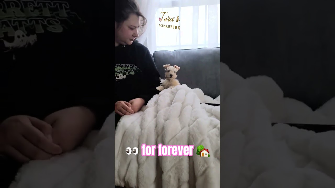 Sweet little baby floof 🐾 💞 #cutepuppies