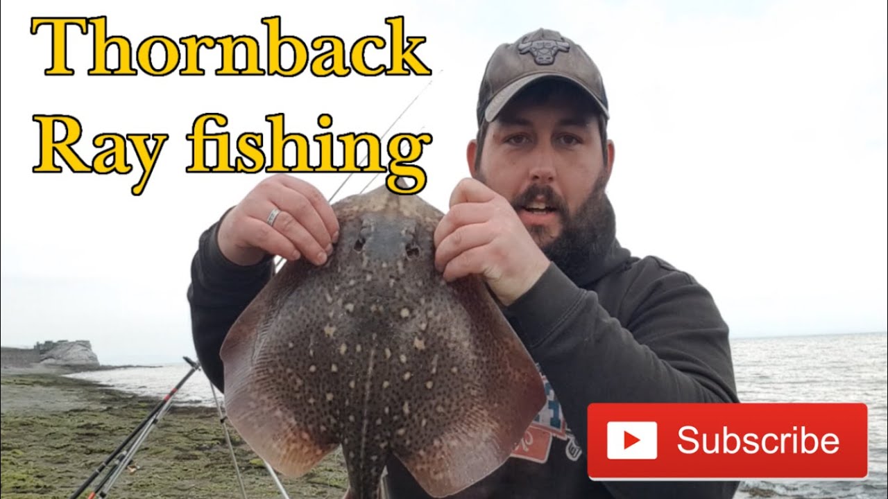 Thornback Ray Rigs Thornback Ray Fishing , Whitehaven - YouTube