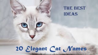 20 Elegant and Sophisticated Cat Names