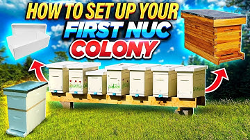 How to Set Up Your First Nuc Colony