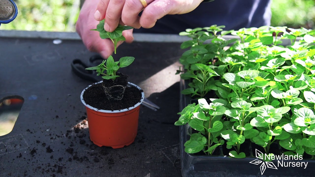 EP52  - How to take cuttings from your Orange Mint Plant 