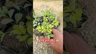 इतने सारे फूल के पौधे एक साथ उग आए 🌸😱”