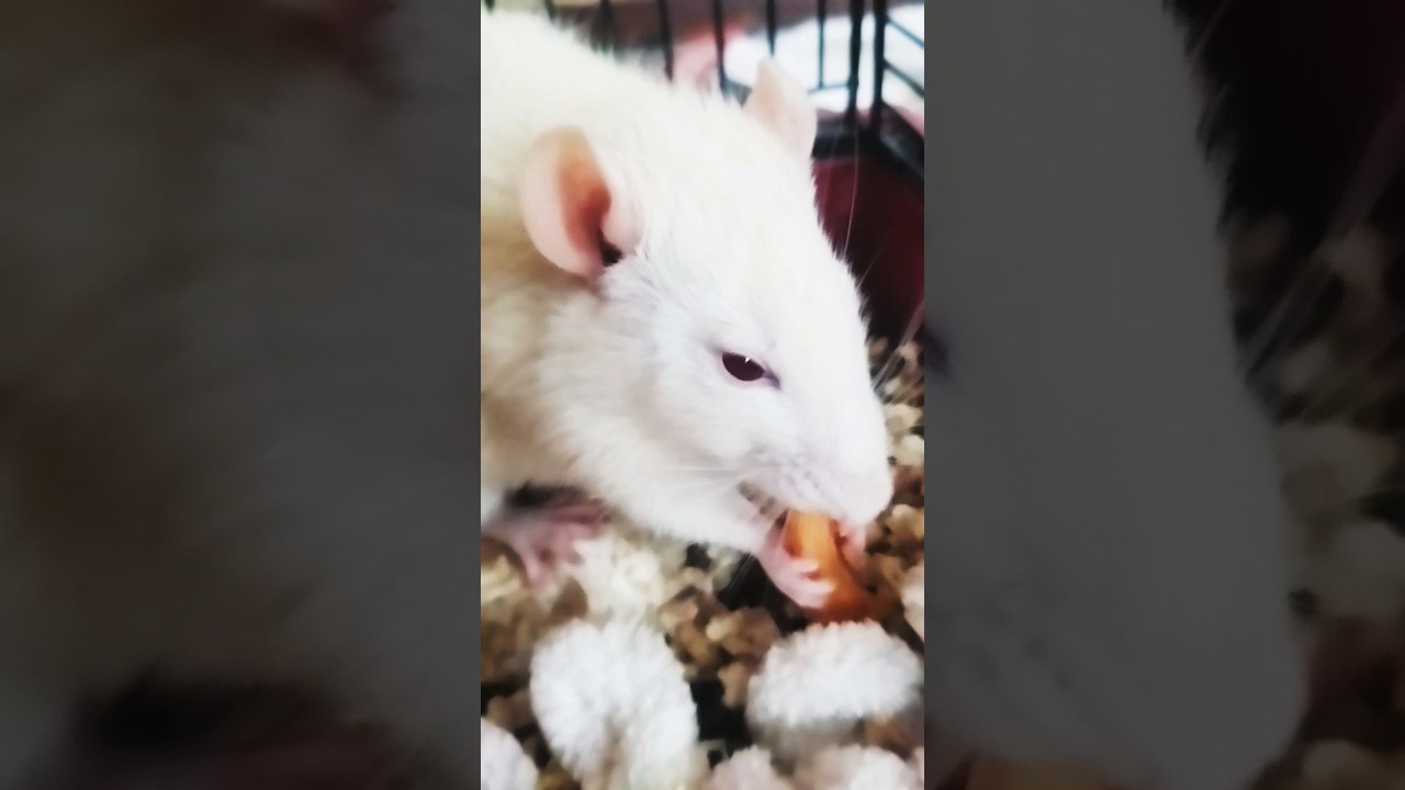 да это картошка фри, просто была истерика🙂 