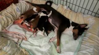 basendji puppy 12\2016 feeding басенджи щеночки кормление basendji puppy 12\2016 feeding басенджи щеночки кормление