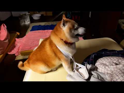 ベッドシーツのゴムが絡まって動けなくなり、どうすることも出来ずエヘエヘするだけの柴犬