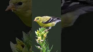 Goldfinch on the Evening Primrose   #birds #nature  #wildlife #goldfinch