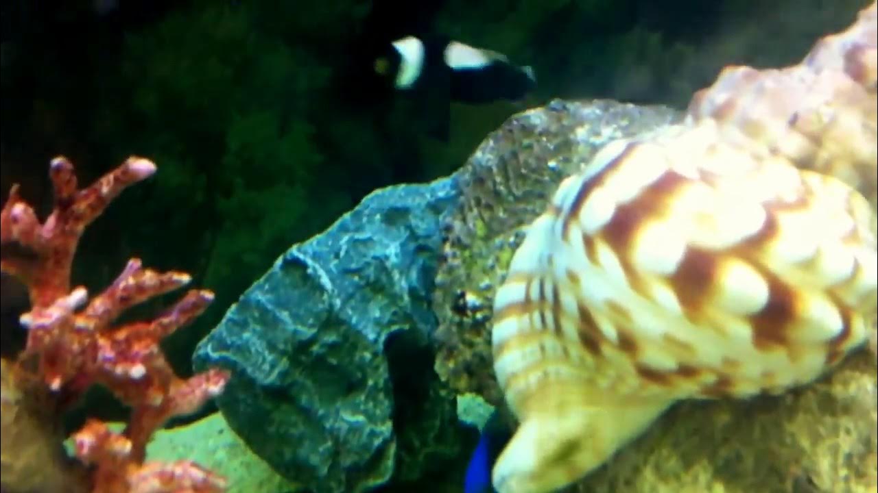 aquarium eau de mer debutant YouTube