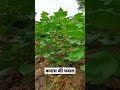 50 दिन बाद कपास की फसल//cotton crop