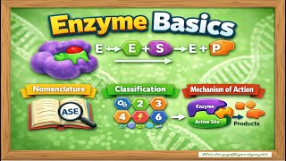 Enzyme Basics | Nomenclature, Classification & Mechanism of Action.