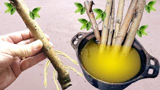5 POWERFUL HOMEMADE ROOTING HORMONES | Root any branch quickly and easily