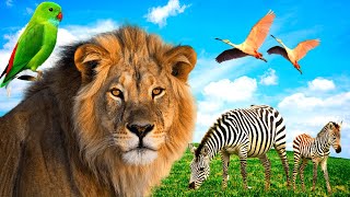 Wonderful ANIMAL SOUNDS - Dog, Birdie, Horse, Macaque, Chipmunk, Fox. ANIMAL MOMENT screenshot 5