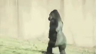 A gorilla doing a gay walk