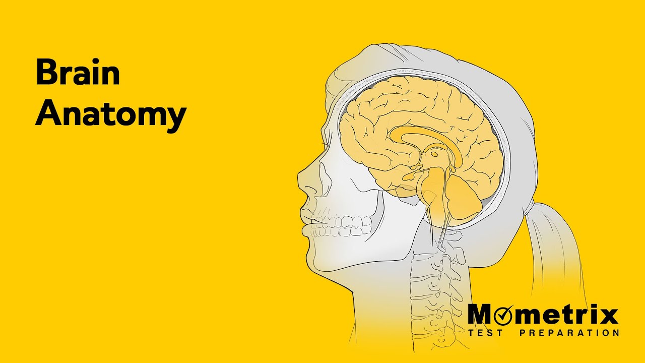 Brain Anatomy | NCLEX Review - YouTube