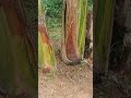 Cara agar pisang tumbuh subur tanpa dipupuk#pisangkepok#perawatanpisang