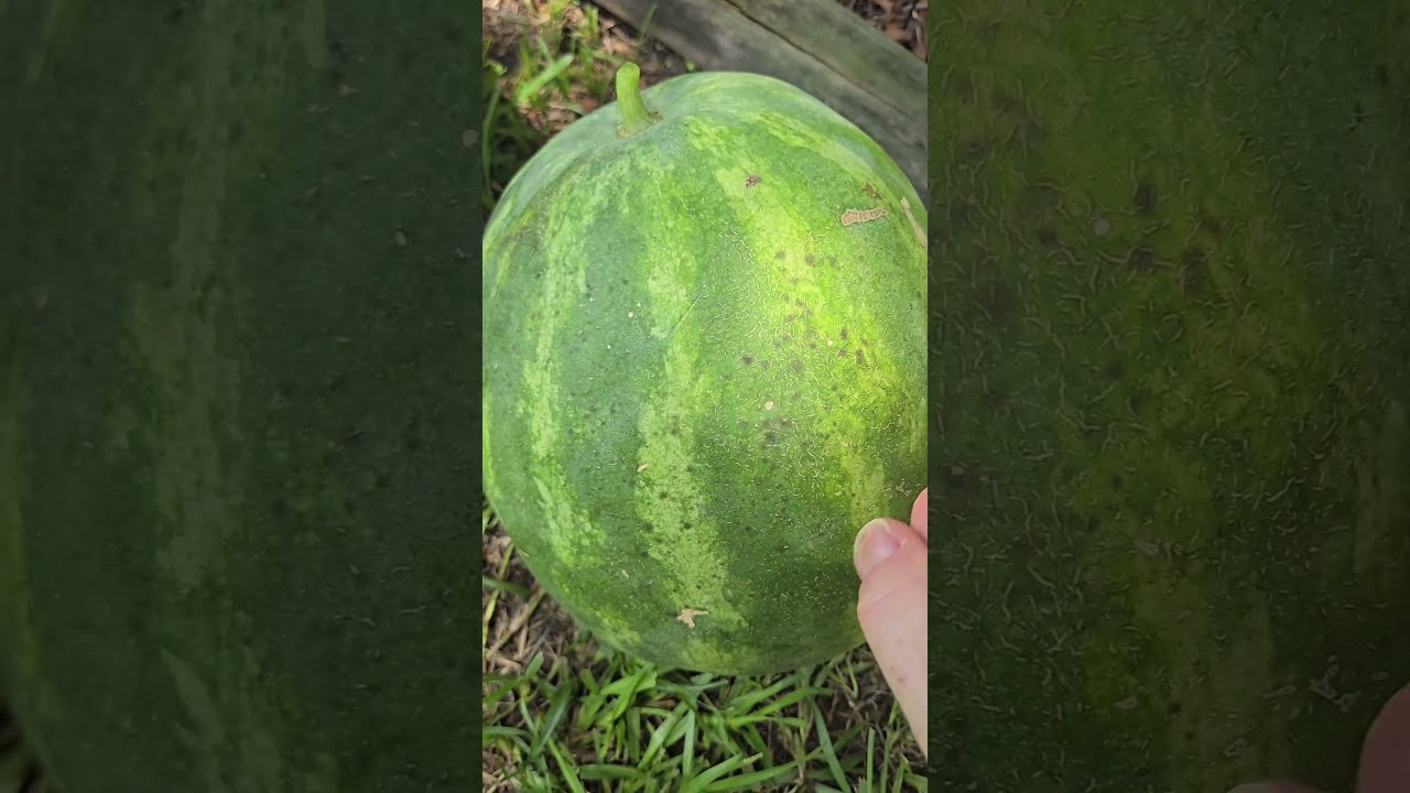 Watermelon Redemption! Reveal of the volunteer compost watermelon