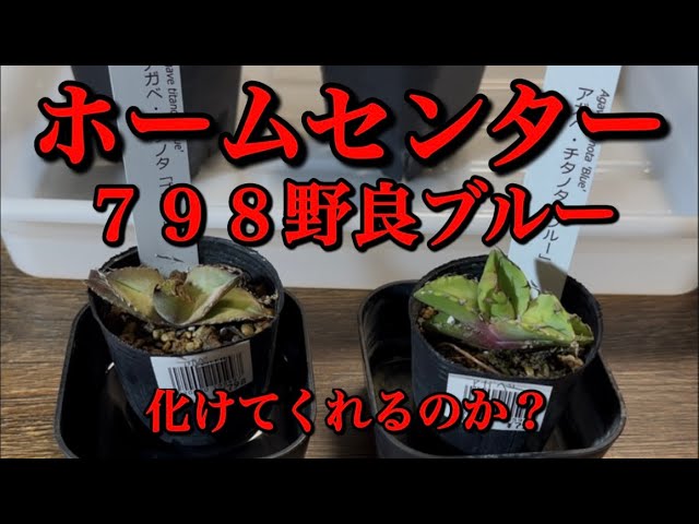 Home Center Agave] Will the 798 yen wild blue agave transform into