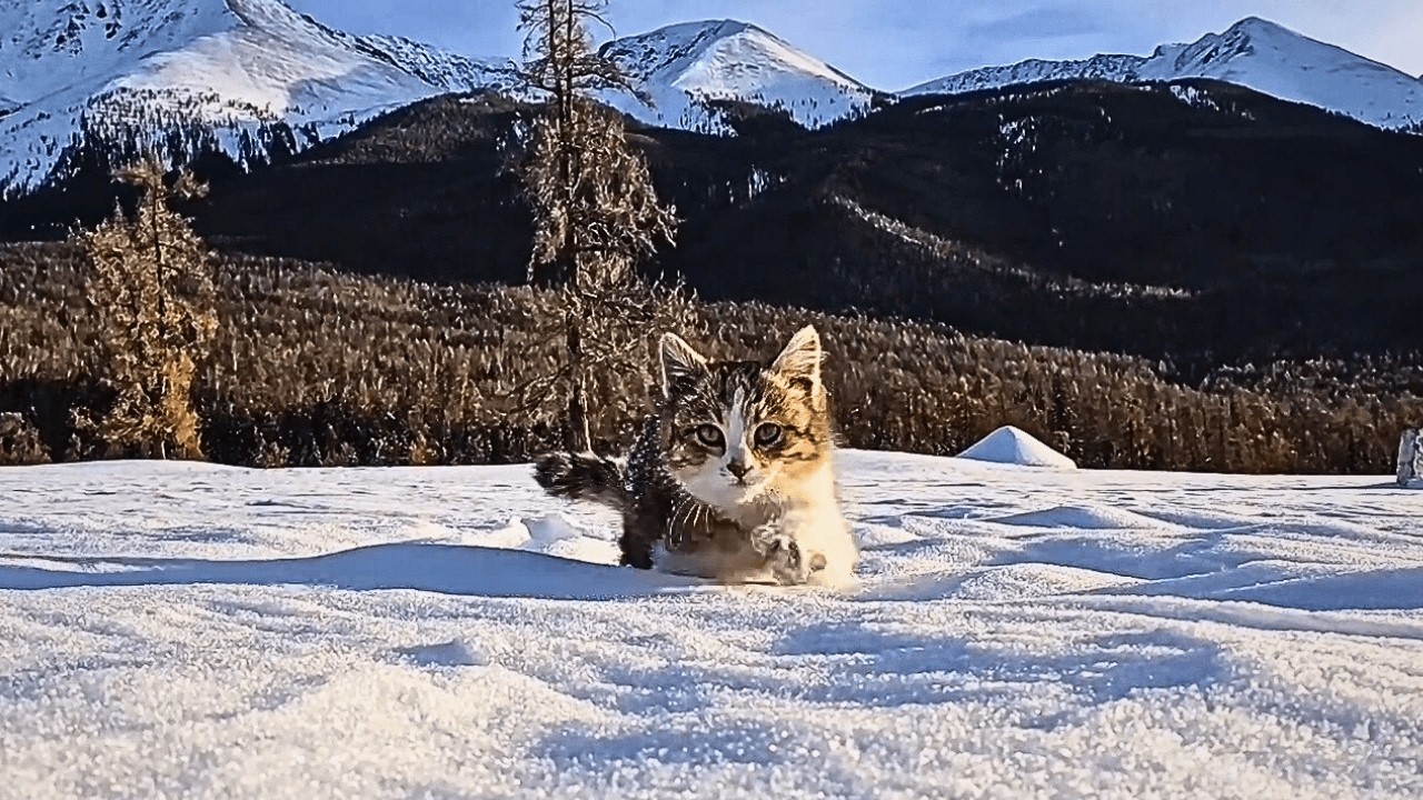 Бездомная кошка, вошедшая в мой кадр по снегу, стала самым неожиданным и ценным подарком поездки