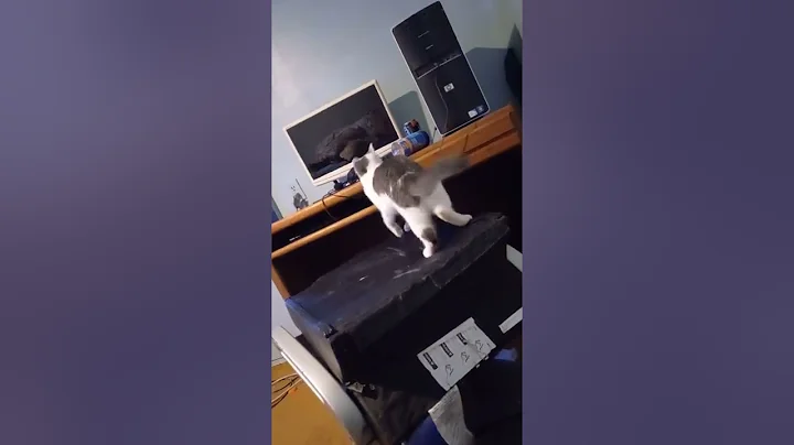is my son's cat trying to tell me something ???