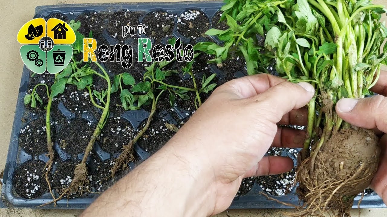 viyolde tohumdan fide yetistirme teknikleri koklendirme seedlings make it yourself
