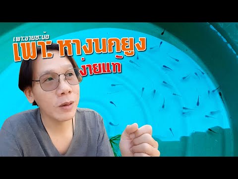 วิธีเพาะปลาหางนกยูงในกะละมัง ง่าย ประหยัด GUPPY BREEDING l คุณพ่อคราฟ EP 54