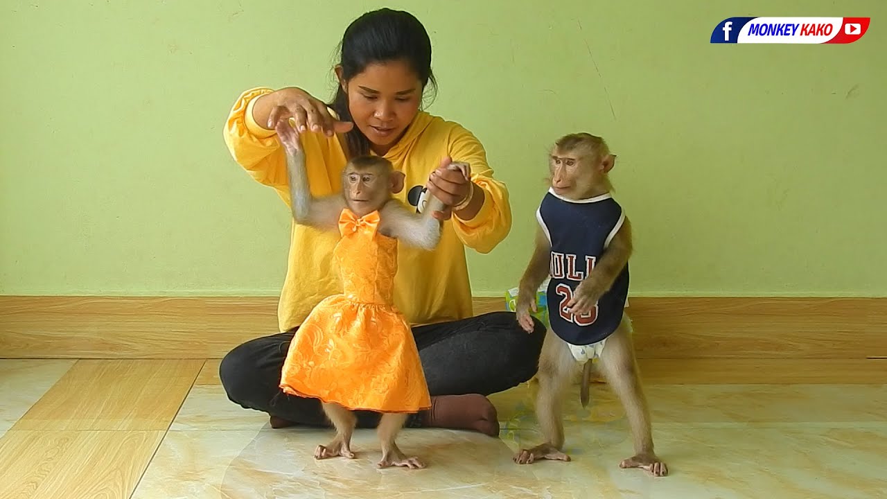 Beautiful Baby Monkey Luna And Kako Wearing Clothes And Eats Orange Fruits