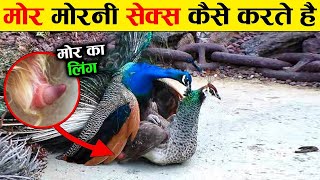 बच्चे दूर रहें, मोर मोरनी कैसे संबंध बनाते हैं | Amazing Facts About Peacock in Hindi, peacock