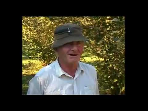 ბაჩუკი გვანცელაძე