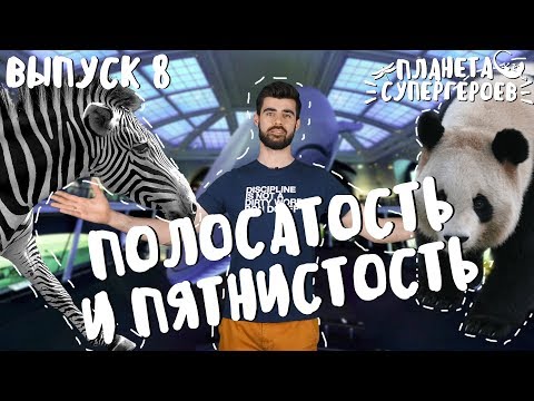 ПОЧЕМУ ЗЕБРА ПОЛОСАТАЯ || Планета Супергероев