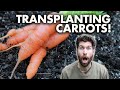 I TRANSPLANTED My Carrots... Here's What Happened!