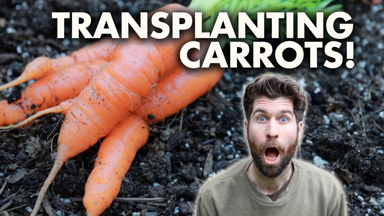 I TRANSPLANTED My Carrots... Here's What Happened! YouTube