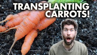 I TRANSPLANTED My Carrots... Here's What Happened!