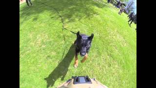 K9 Bite Dr LLC Promo 2015