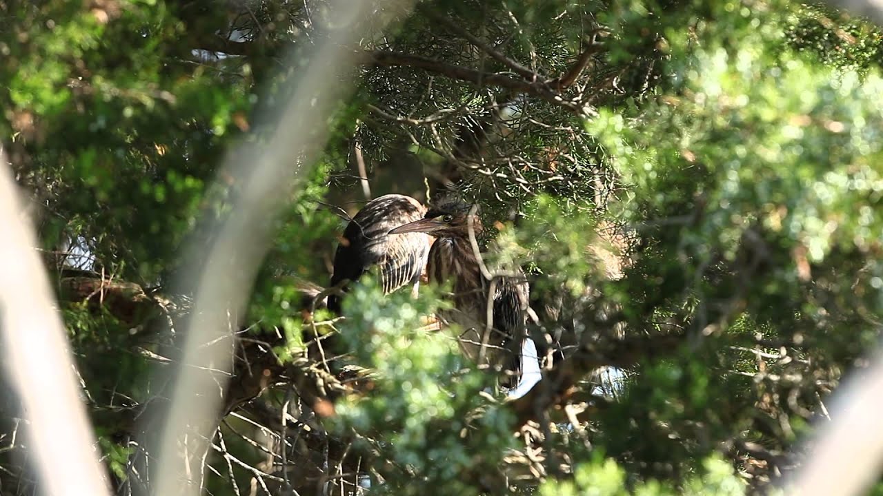 Murray Marsh Cove Green Heron Chicks