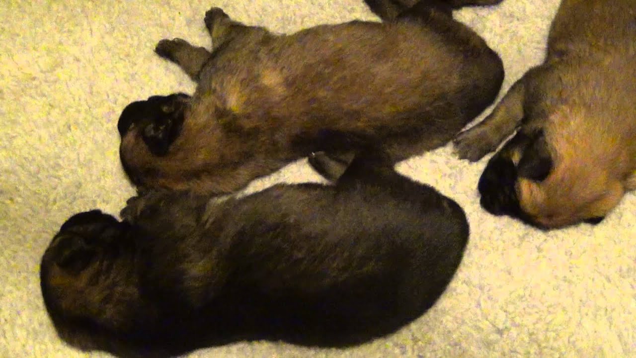 belgian malinois newborn puppies