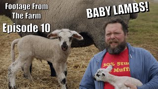 Famous Footage From The Farm: Episode 10 - Cuteness Overload, The Pol's Have Baby Lambs! Profile