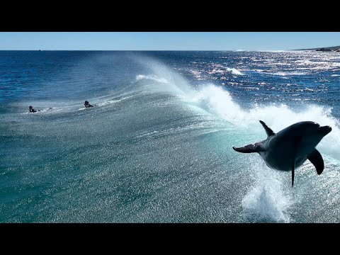 DOLPHIN JUMPS AT DRONE!! MAJOR UPDATE FLORENCE BROTHERS JOIN FORCES!