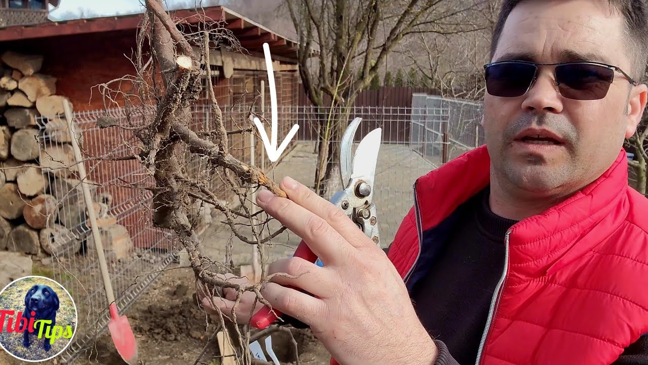 De Ce Nu se Prind Pomii!