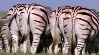 The Zebra Migration